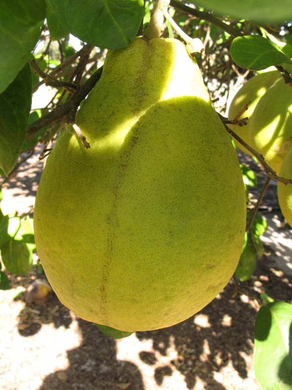              Fruit (Sha Tian You, Winter Haven, FL)   